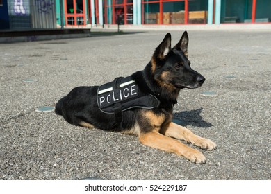 Police Dog