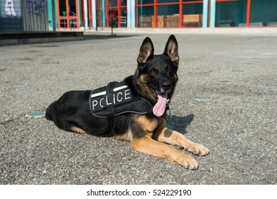 Police Dog