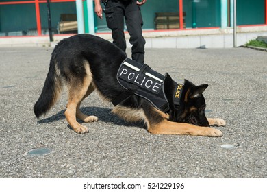 Police Dog