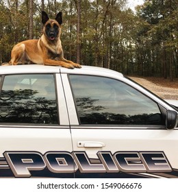 Police Dog Malinois Testing On Top Of The Car