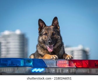 Police Dog On His Car Lights