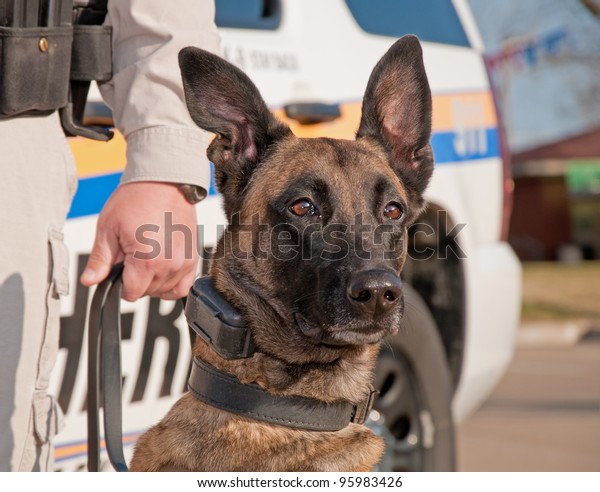 Police dog ready for work, with patrol car on\
the background