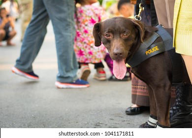 Police Dog Sitting On The Sidewalk In A City Park, Copy Space.