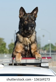 A Police Dog Sitting On Top Of His Patrol Car During His Shift.