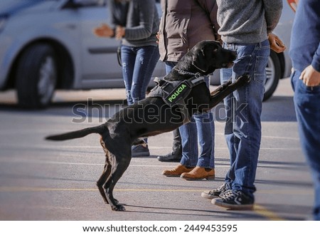Police dog in Spain sniffing for narcotics during a training session with volunteers in southern Spain. The dog succeded finding the hidden marihuana in no time.