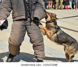 Police Dog In Training