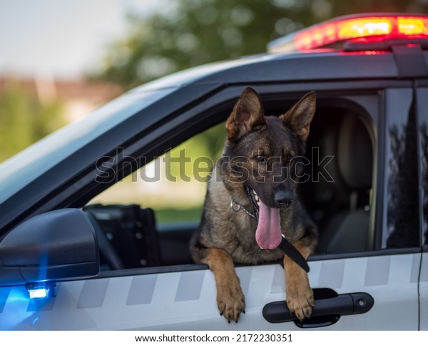Police dog watching by the\
window