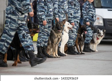 Police Dogs With A Dog Handler