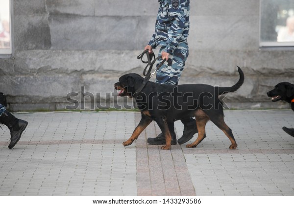 police dogs with a dog\
handler