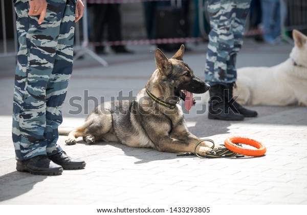 police dogs with a dog\
handler