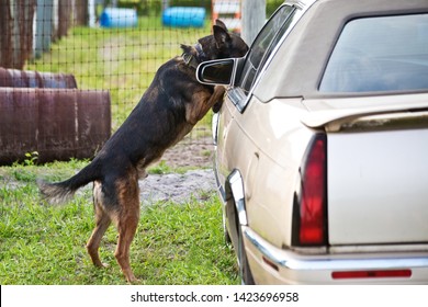 Police K9 Dog Training, Narcotics Canine Sniffing Vehicles, Drug Search Training