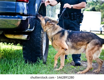Police K9 working dog demo, narcotics search and criminal apprehension training, Belgian Malinois German Shepherd canine cop - Shutterstock ID 1462891280