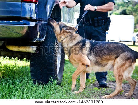 Police K9 working dog demo, narcotics search and criminal apprehension training, Belgian Malinois German Shepherd canine cop