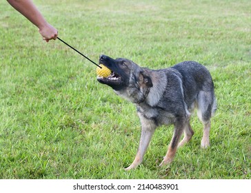 Police K9 Working Dog Outdoors, Tracking And Alerting, Canine Unit