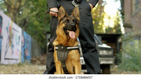 Police Officer With His German Shepherd Dog, Patrol Car In The Background.

