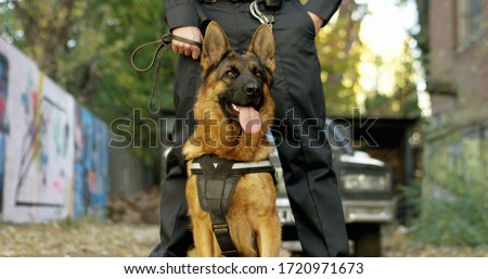 Police officer with his german shepherd dog, patrol car in the background.