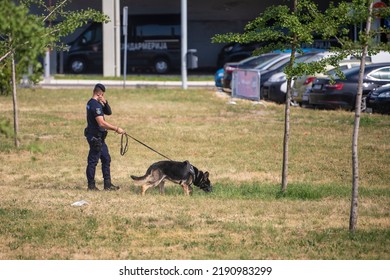 Police Officer In Uniform And German Shepherd Working Police Dog Sniffing And Investigating The Terrain For Drugs, Narcotics And Explosive Devices. Belgrade, Serbia 21.05.2022