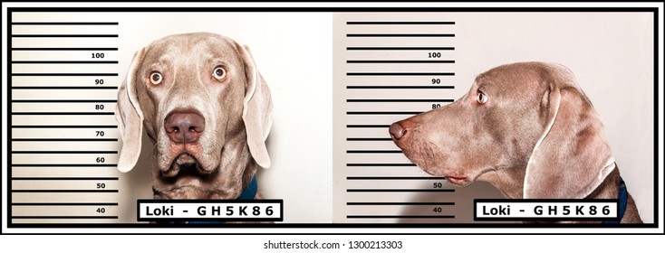 Police photo of the criminal. Dog thief. Weimaraner caught by the police. Funny photo.