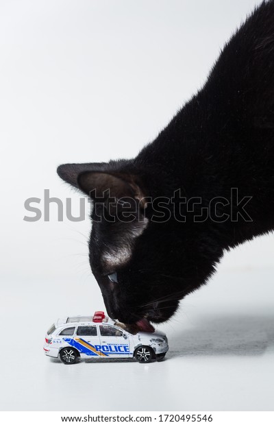 police toy car and
cat