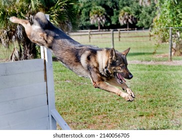 Police working dog training in agility, dog jumping over obstacles, police k9 canine training