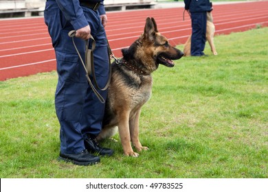 Policeman With A German Shepherd On A Training.