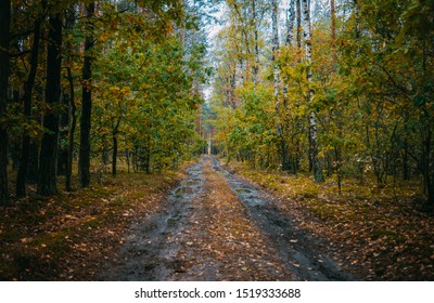 Polish Autumn Forest Road In Mazovia