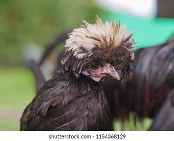 107 White crested black polish rooster Images, Stock Photos & Vectors ...