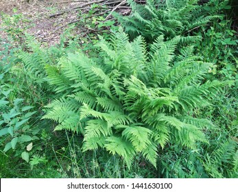 Polish Fern Dryopteris Filix - Mas