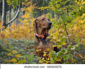 Polish Hound Pure Breed In Autumn Forest