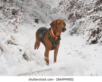 Polish Hound Pure Breed In Winter Forest