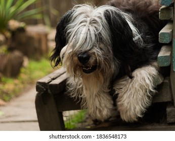 Polish Lowland Sheepdog sitting on wooden bench and showing pink tongue. Selective focus on a nose. Portrait of cute big black and white fluffy long wool thick-coated dog. Funny pet animals background - Shutterstock ID 1836548173