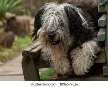 Polish Lowland Sheepdog sitting on wooden bench and showing pink tongue. Selective focus on a nose. Portrait of cute big black and white fluffy long wool thick-coated dog. Funny pet animals background - Shutterstock ID 1836579826