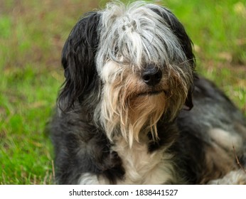 Polish Lowland Sheepdog sitting on green grass and showing pink tongue. Selective focus on a nose. Portrait of cute big black and white fluffy long wool thick-coated dog. Funny pet animals background - Shutterstock ID 1838441527