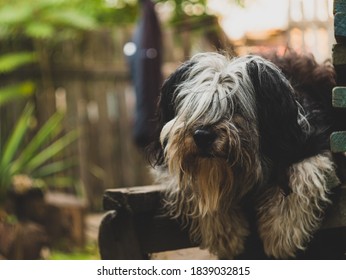 Polish Lowland Sheepdog sitting on wooden bench and showing pink tongue. Selective focus on a nose. Portrait of cute big black and white fluffy long wool thick-coated dog. Funny pet animals background - Shutterstock ID 1839032815