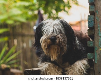 Polish Lowland Sheepdog sitting on wooden bench and showing pink tongue. Selective focus on a nose. Portrait of cute big black and white fluffy long wool thick-coated dog. Funny pet animals background - Shutterstock ID 1839137881