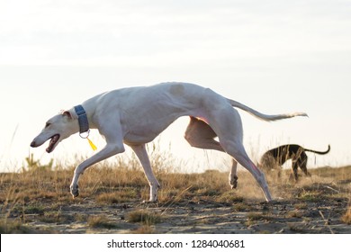 Polish Sighthound In Movement.