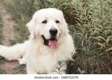 Polish Tatra Sheepdog High Res Stock Images Shutterstock