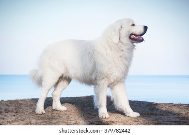 Polish Tatra Sheepdog High Res Stock Images Shutterstock