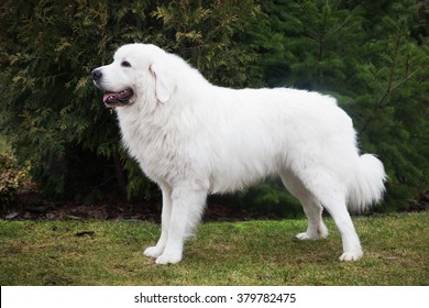 Polish Tatra Sheepdog High Res Stock Images Shutterstock