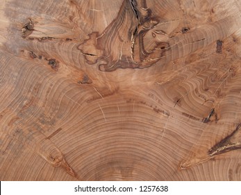 Polished section through 120 year old beech tree