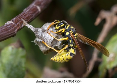 polistes dominula paper wasp building 260nw 1979619554