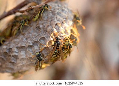 Polistes Dominula Paper Wasps Taking Care Of Their Nest