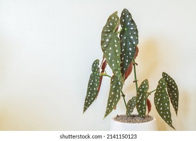 Polka Dot Begonia (Begonia Maculata) Plant - Shutterstock ID 2141150123