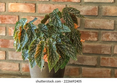 Polka Dot Begonia (Begonia Maculata) Plant - Shutterstock ID 2226692405