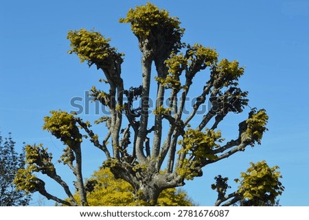 pollard tree, such as a pollard willow or a pollard lime. Pollarding technique: This is a specific pruning method in which the branches are regularly pruned back to the trunk (the 'pollard').