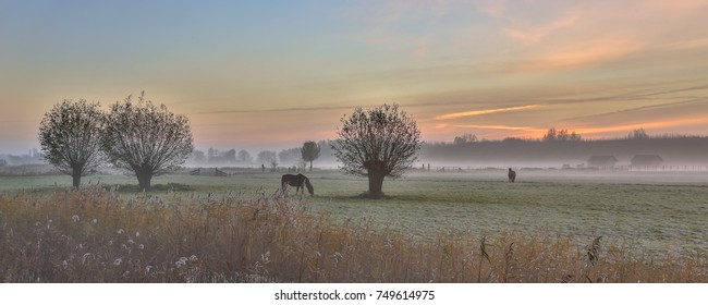 Pollard willows and horses in dutch agricultural landscape at sunrise in november - Powered by Shutterstock