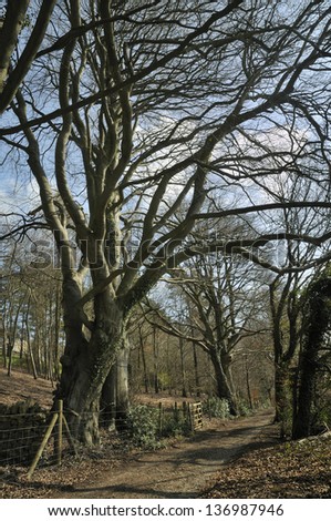 Pollarded Beech Trees - Fagus sylvatica, marking an ancient boundry