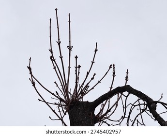 Pollarded tree with budding winter branches, fresh pruning scars, knuckled limbs reaching into pale sky,