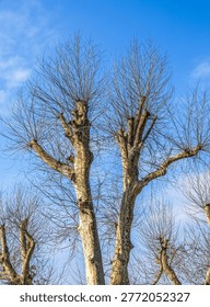Pollarded trees with bare branches reaching towards a bright winter sky