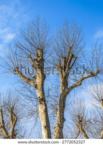 Pollarded trees with bare branches reaching towards a bright winter sky